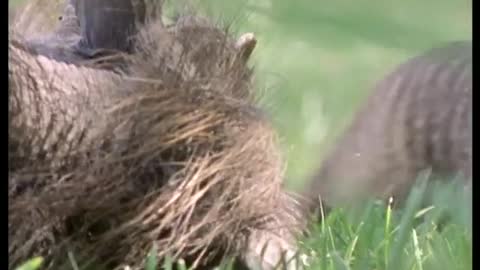 A Free Lunch for Banded Mongooses | Bands on the Run | BBC Earth