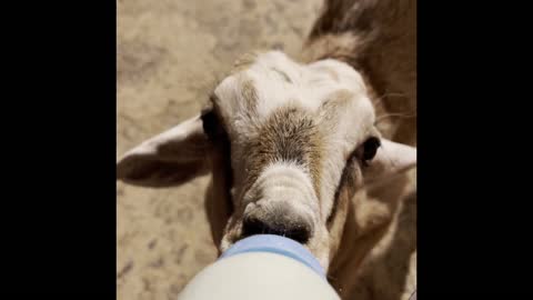 Baby goat Jon Snow gets hangry when it time to eat!!