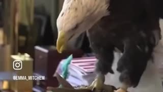 Trump and Eagle