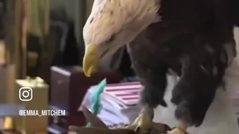 Trump and Eagle