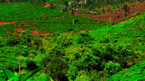 Nadukani Estate: A Natural Haven in Wayanad, Kerala 🍃