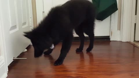 Belgian Sheepdog puppy playing with cat