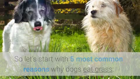 Why Dogs Eat Grass? 5 Main Reasons