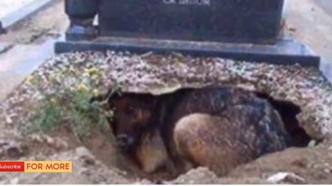 People Said This Dog Was Guarding Her Owner’s Grave, But One Rescuer Uncovered