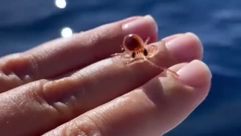 baby octopus