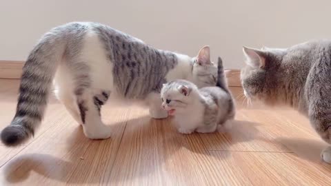 Dwarf cats learn to walk