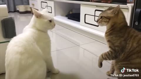 Funny Cats Talking!!