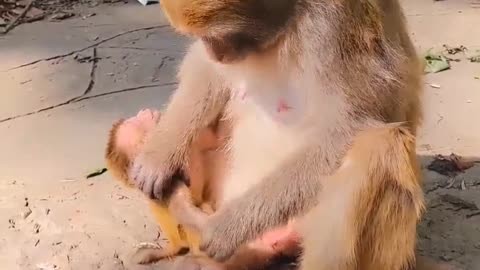 What is this mother doing with the baby monkey