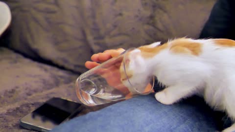 Thirsty Kitten's Precious Moment: Sipping from My Hand 🐱💧