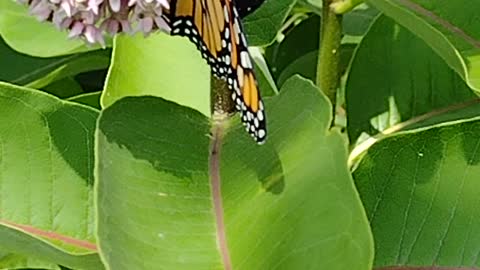 First flight Monarch