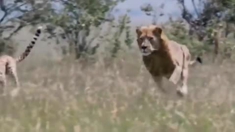 Hippo attacks lions, lion hunts cheetah