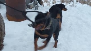 Rottweilers Love Snow