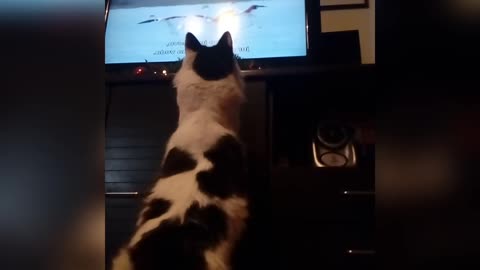Cat watches animal documentary, tries to catch flamingos
