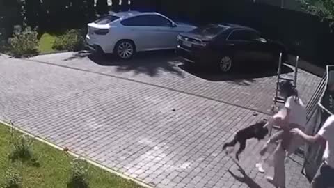 Monkey attacks girl