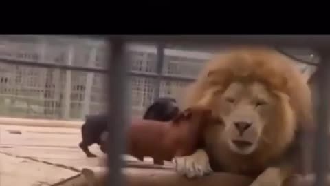 dog and lion video