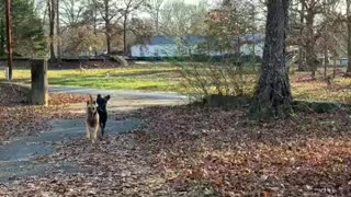 Poodle and Malinois chase off stray dogs
