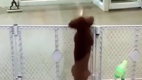 so cute dog dancing