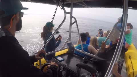 Close Encounter with a Humpback Whale in Maui
