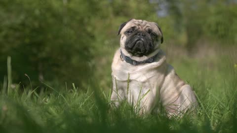 Pet pug resting