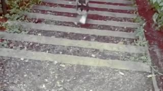 Grey dog trotting up stairs