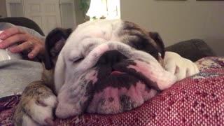 Handsome bulldog looks cute while dreaming