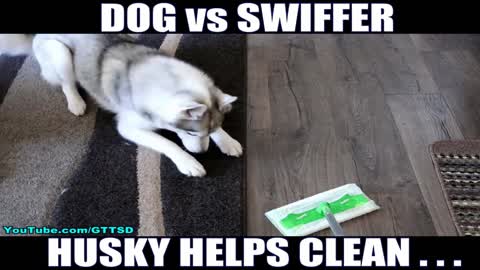 Husky hates when owner cleans home