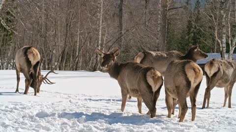 Herd of red deer walking on snowy grazing field and feeding