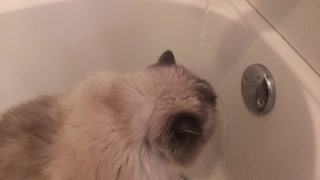 Peymon Drinking Water From Faucet