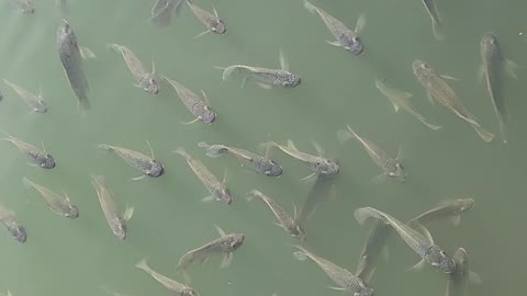 Islands of Adventure Fish in water