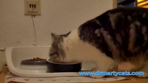 cat feeding time