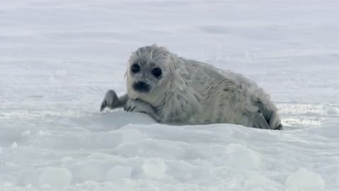 Blue Planet: The Fascinating World Beneath the Waves