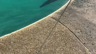 Dog meets Dolphin