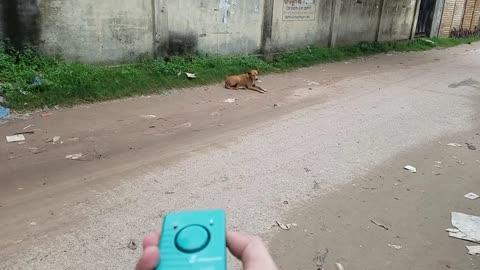 Dog remote video