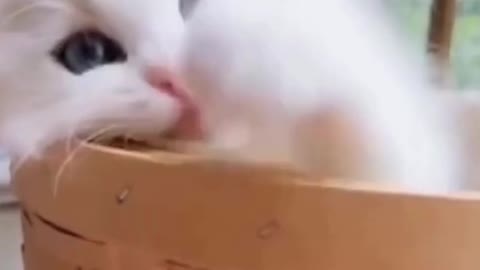 Cute and Funny Cat Video