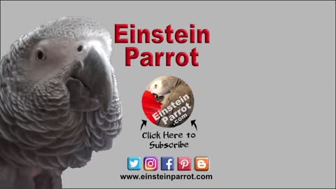 EINSTEIN THE TALKING PARROT