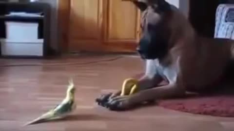 Dog Great Dane vs Bird