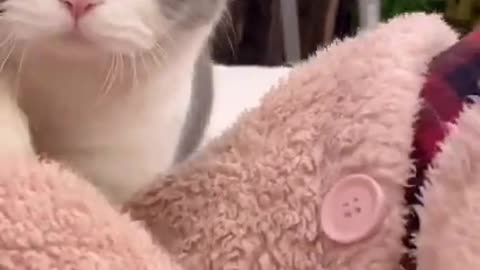 Cute cat screaming awesome
