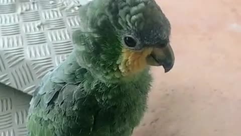 Amazing what this parrot does emitting other birds.