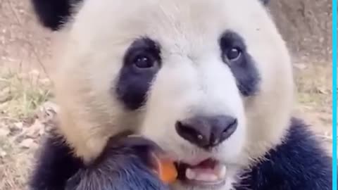 Cute panda