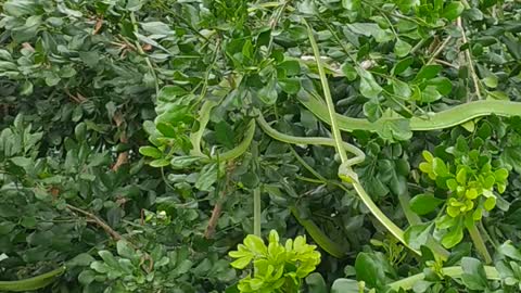 Tree Filled With Slithering Snakes