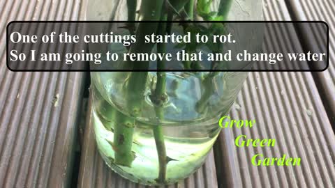 How to grow rose cuttings in water