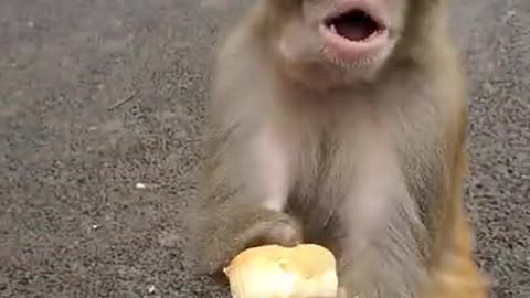 Monkey Cute and Fun