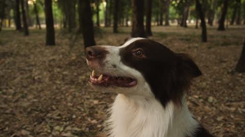 Smiling dog in a forest