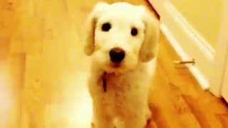 White dog in hallway does not react when tennis ball is thrown and bounces off head