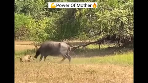 💪Buffalo mother fight with leopard and got her baby back #buffalovsleopard #leopardattack #wildlife