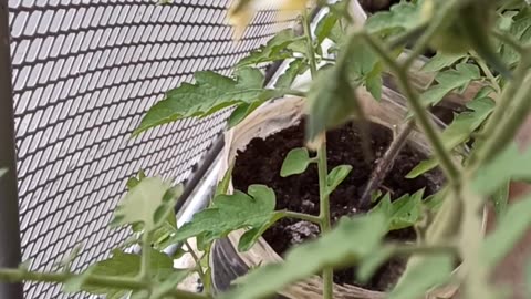 Tomatoes on the balcony