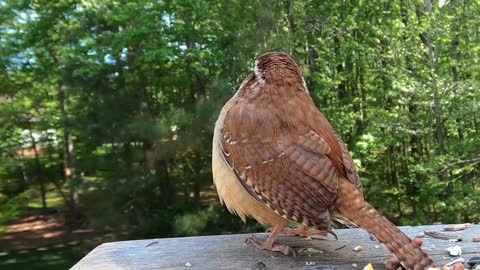 How to use BirdNET to identify Birds from their song