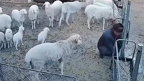 Savage goat and sheep