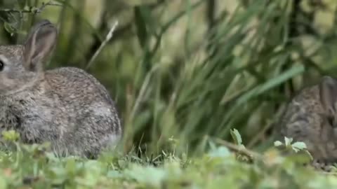 Rabbit survives in the forest