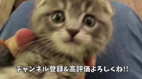 The cutest kitten that wants to play and interferes with the owner's work